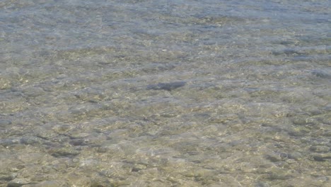 Baby-blacktip-reef-shark-pup-swimming-in-shallow-waters