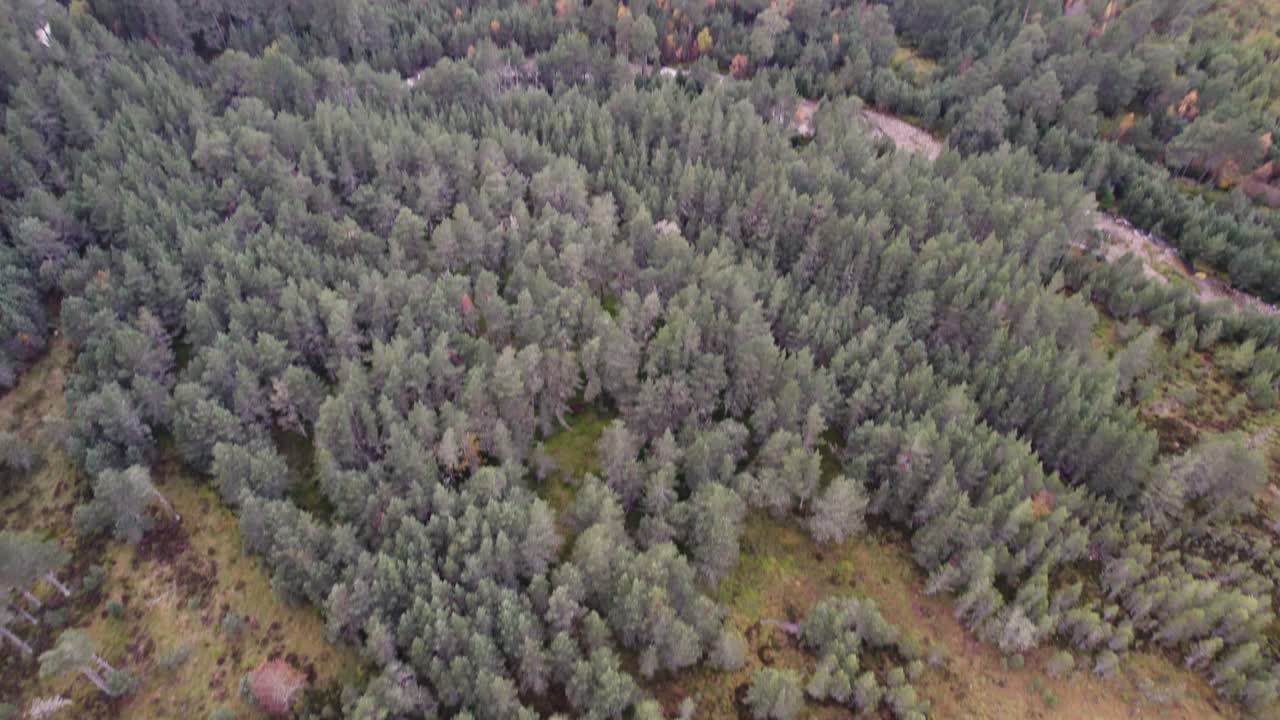 imágenes de drones aéreos mirando hacia abajo que se inclinan hacia arriba desde una turbera cubierta de musgo y un bosque de pinos silvestres para revelar el paisaje boscoso en absoluto en el parque nacional de cairngorms