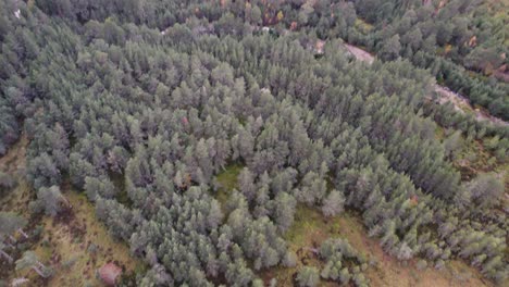 Nach-Unten-Gerichtete-Drohnenaufnahmen-Aus-Der-Luft,-Die-Sich-Aus-Einem-Moosigen-Torfmoor-Und-Einem-Waldkiefernwald-Nach-Oben-Neigen,-Um-Die-Bewaldete-Landschaft-Im-Cairngorms-Nationalpark-Zu-Enthüllen