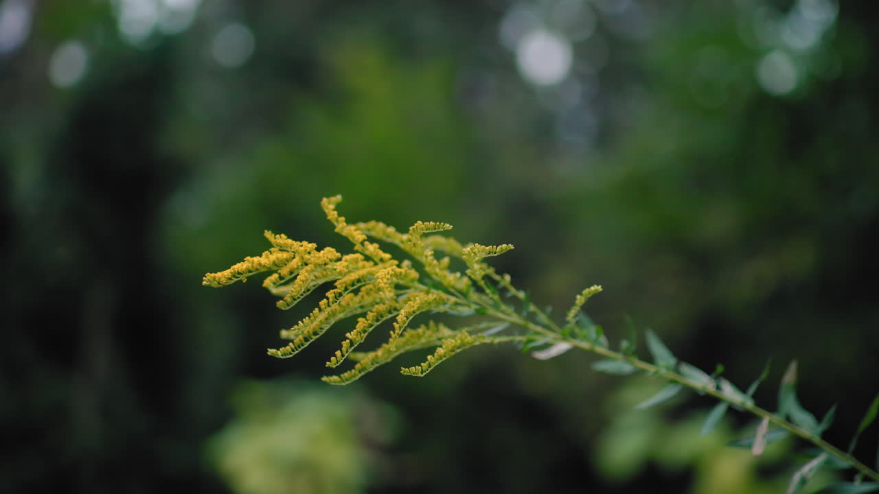 Autumn leaf branch sways under gentle breeze, yellow florets bending against soft green bokeh, minimal nature closeup showing delicate motion, calm mood, tranquil outdoors vibe perfect for relaxation