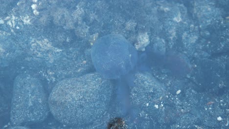 小水母 浅水水母 (pelagia noctiluca)