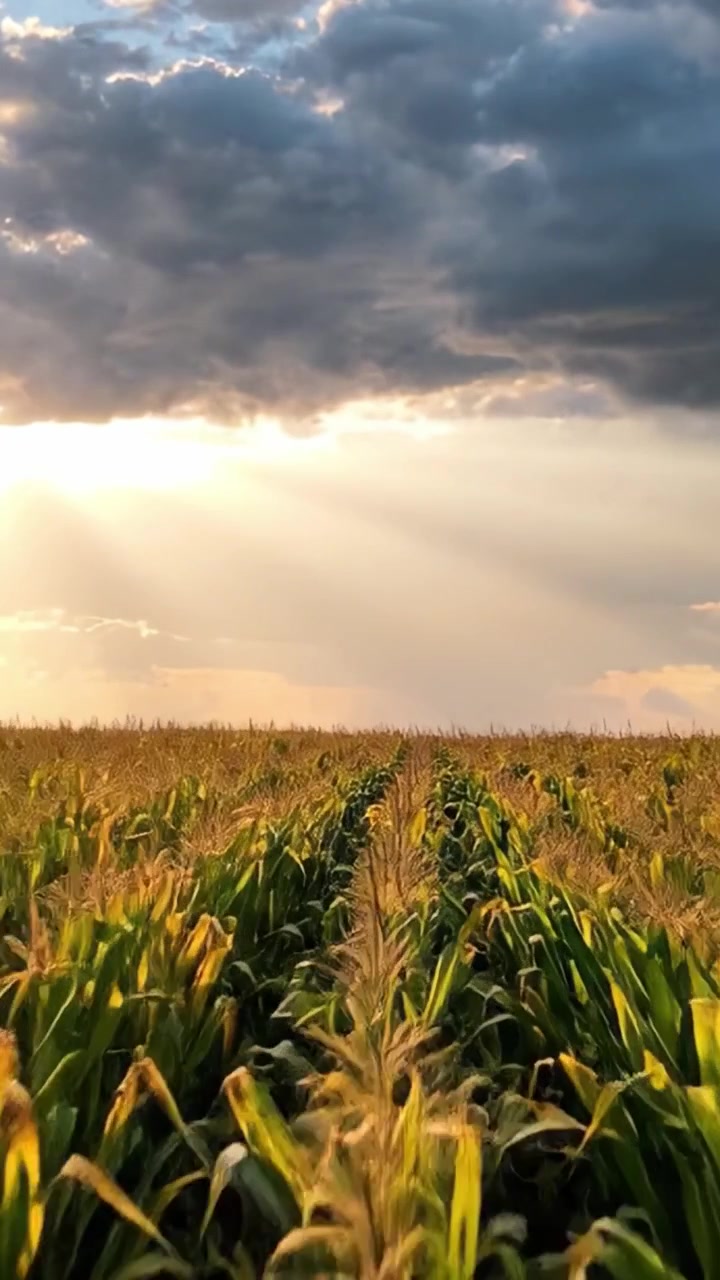 Golden Cornfield Under Dramatic Clouds: A Stunning Transformation from Daylight to Dusk Captured in Two Frames Showcasing Nature's Splendor