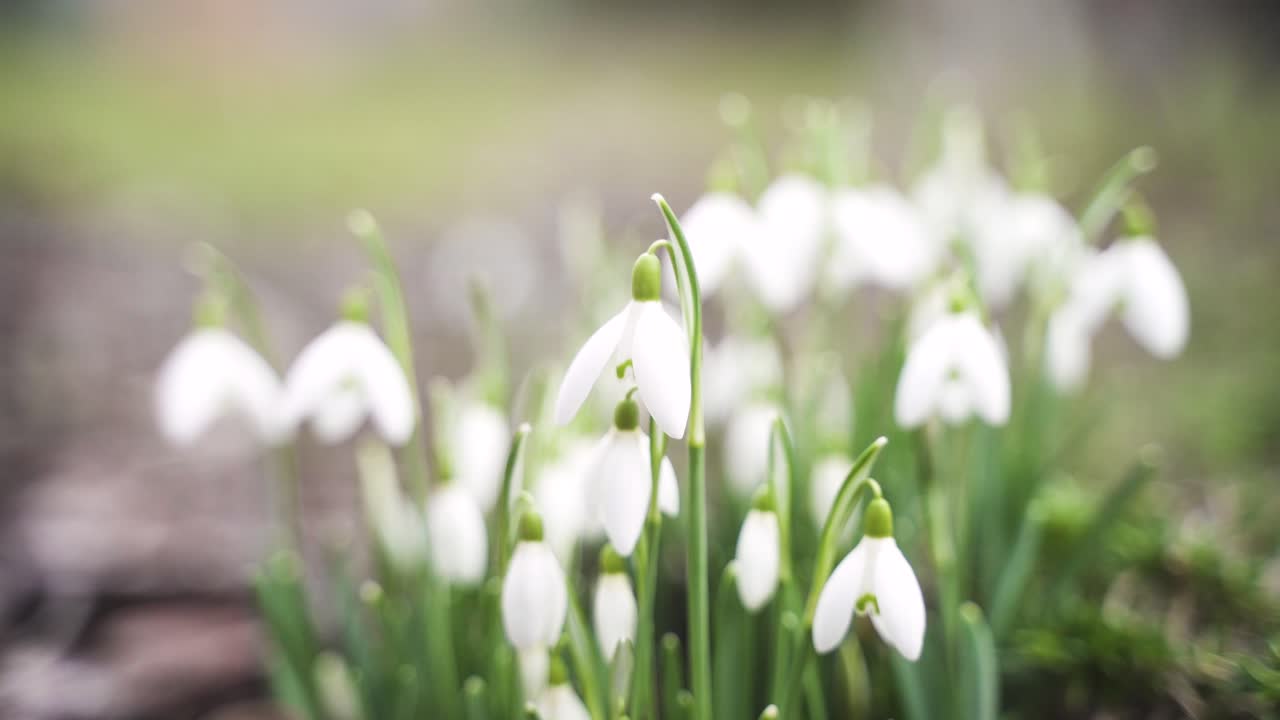 A colourful close-up of snowdrops blooming magnificently in the garden, which also move easily and aesthetically in the spring wind.