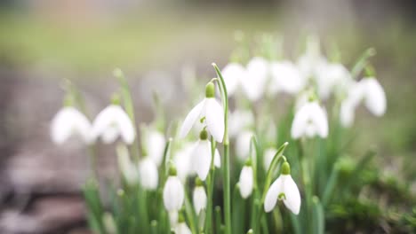 a colourful close-up of snowdrops blooming magnificently in the garden, which also move easily and aesthetically in the spring wind.