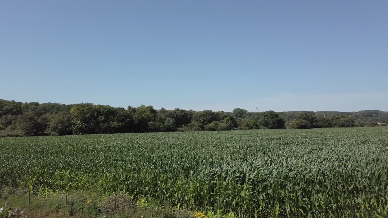 Agricultural corn field farmland crop foliage blowing in breeze dolly left slow motion