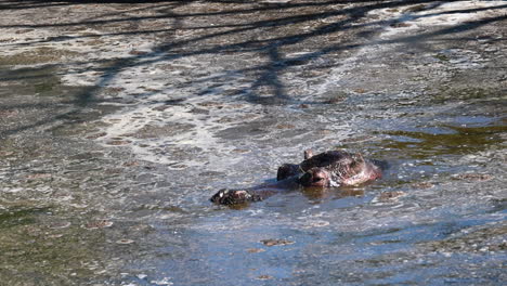 A-hippopotamus-wades-through-the-mud-of-a-pond-inside-a-zoo,-animal-of-africa