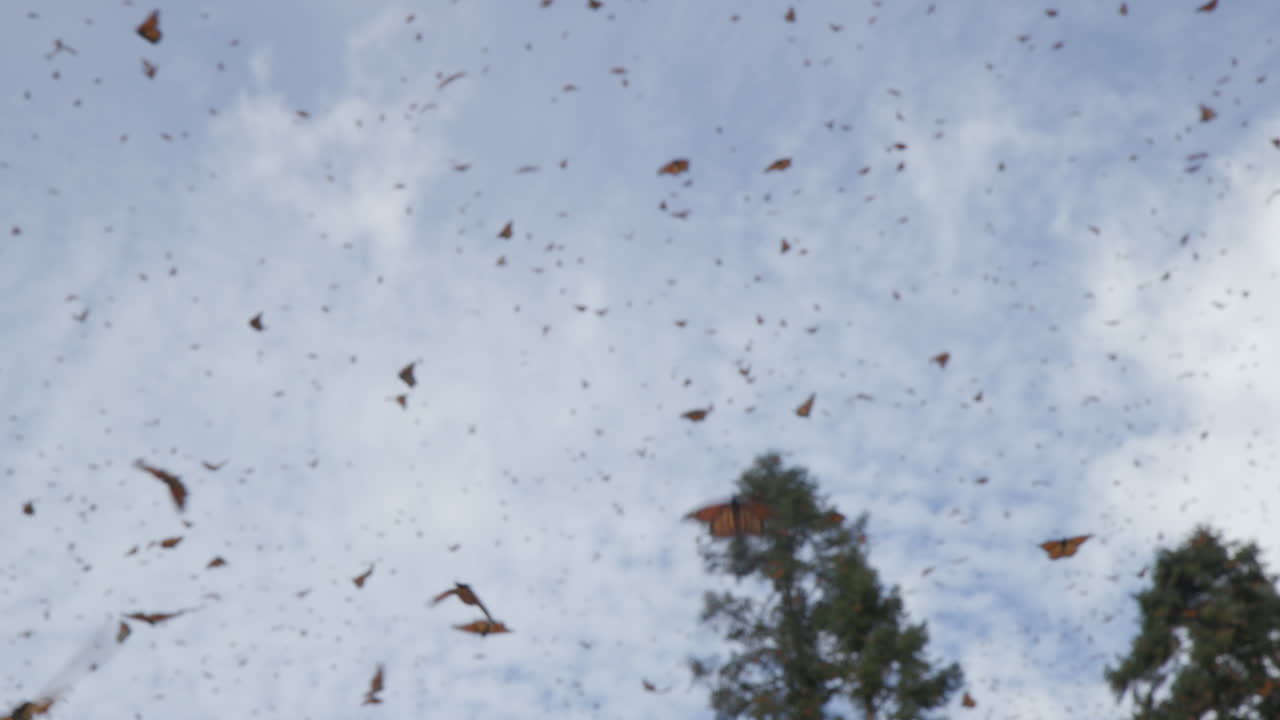 공중 을 날아다니는 군주 나비 들 의 큰 무리