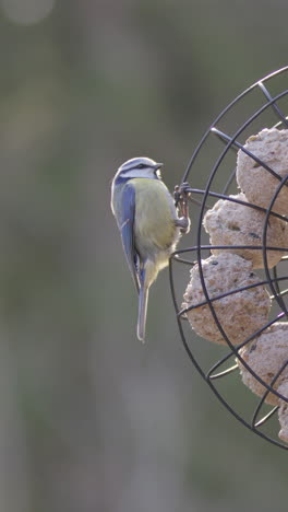 eurasian blue tit lands on bird feeder in slow motion, vertical