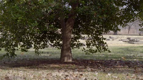 Flock-of-geese-eating-behind-tree