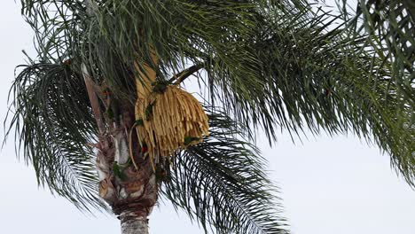 palm tree leaves fluttering in the wind