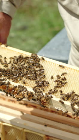 honeybees on a beehive frame