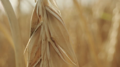 Extreme-macro-shot-of-a-wheat-plant