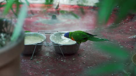 Parrot-eats-calmly-at-animal-enclosure