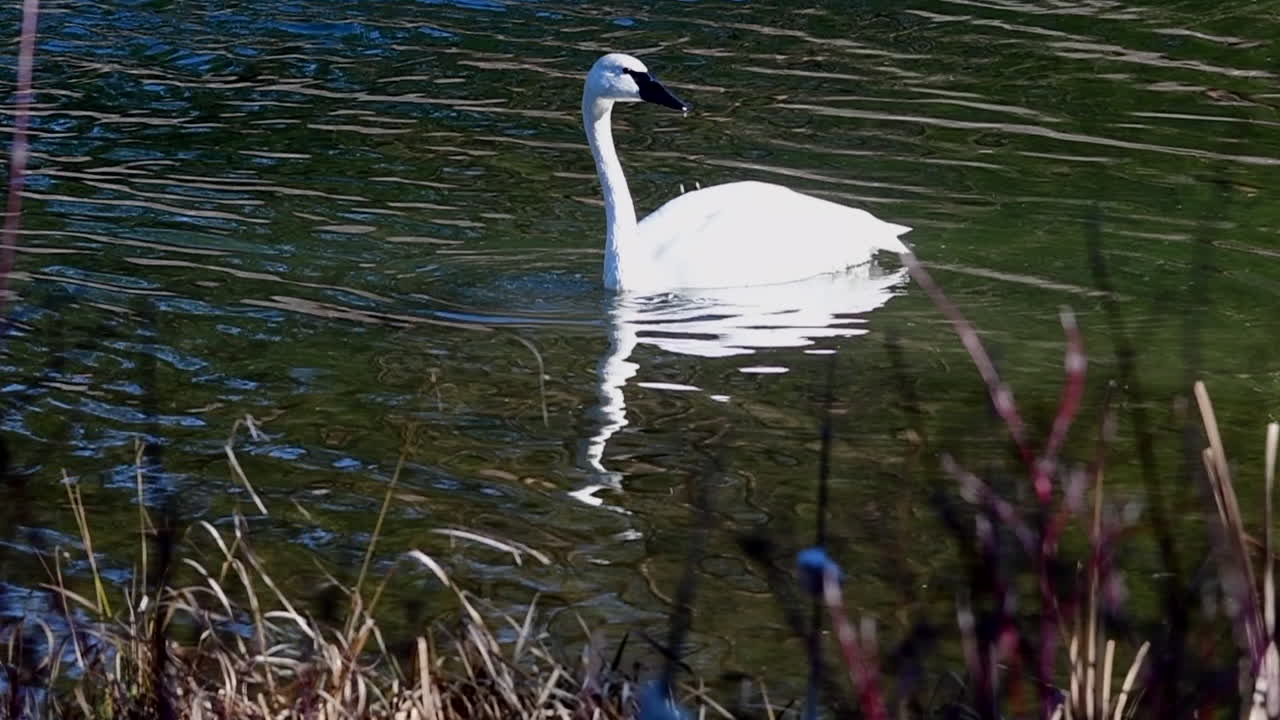 Swan dipping its head in the water on a river
