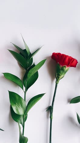 red carnations and green leaves on white background