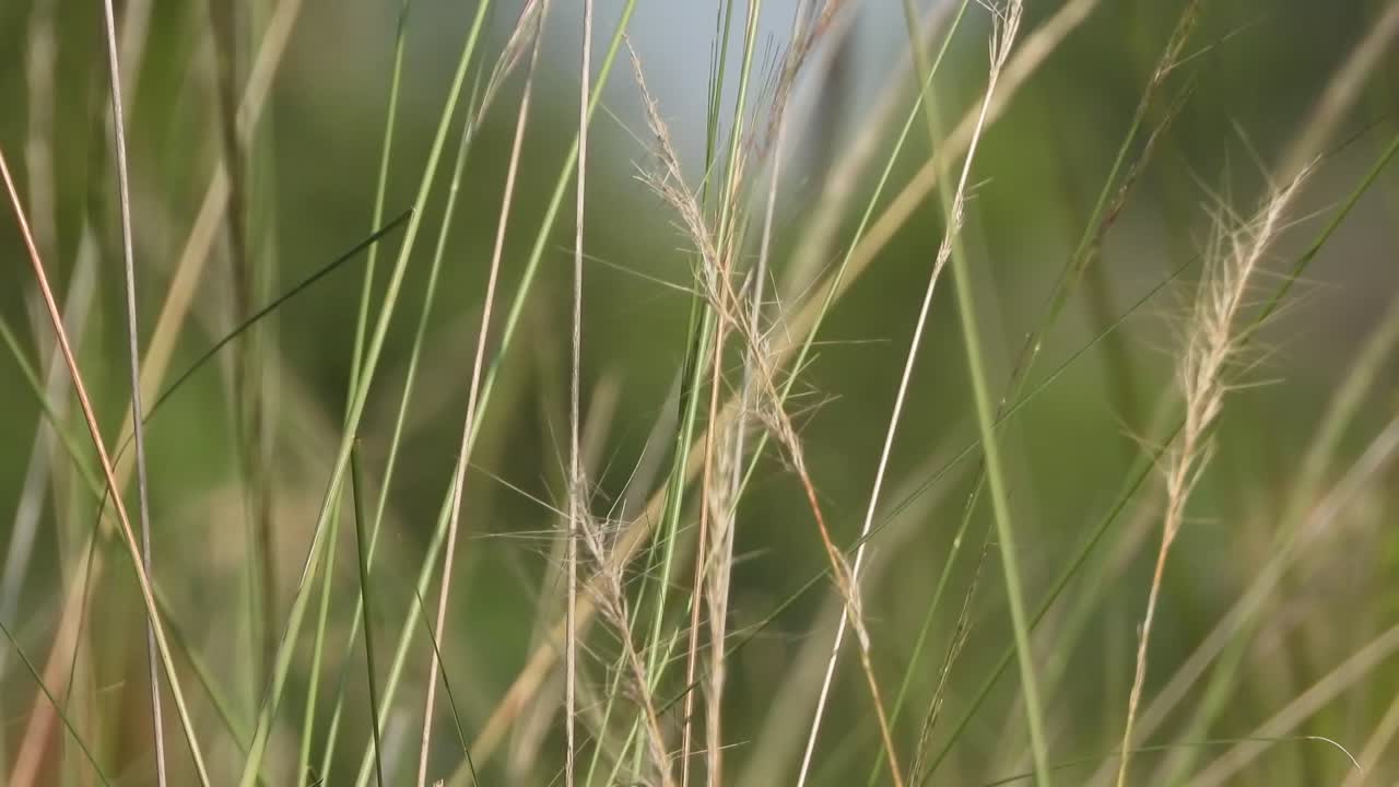 Grass sticks in wind beautiful