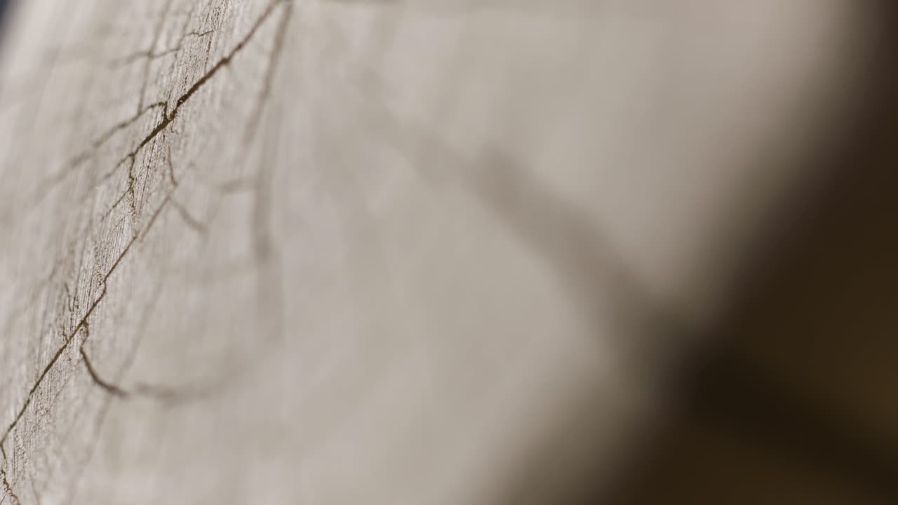 나무 줄기 가로편의 클로즈업