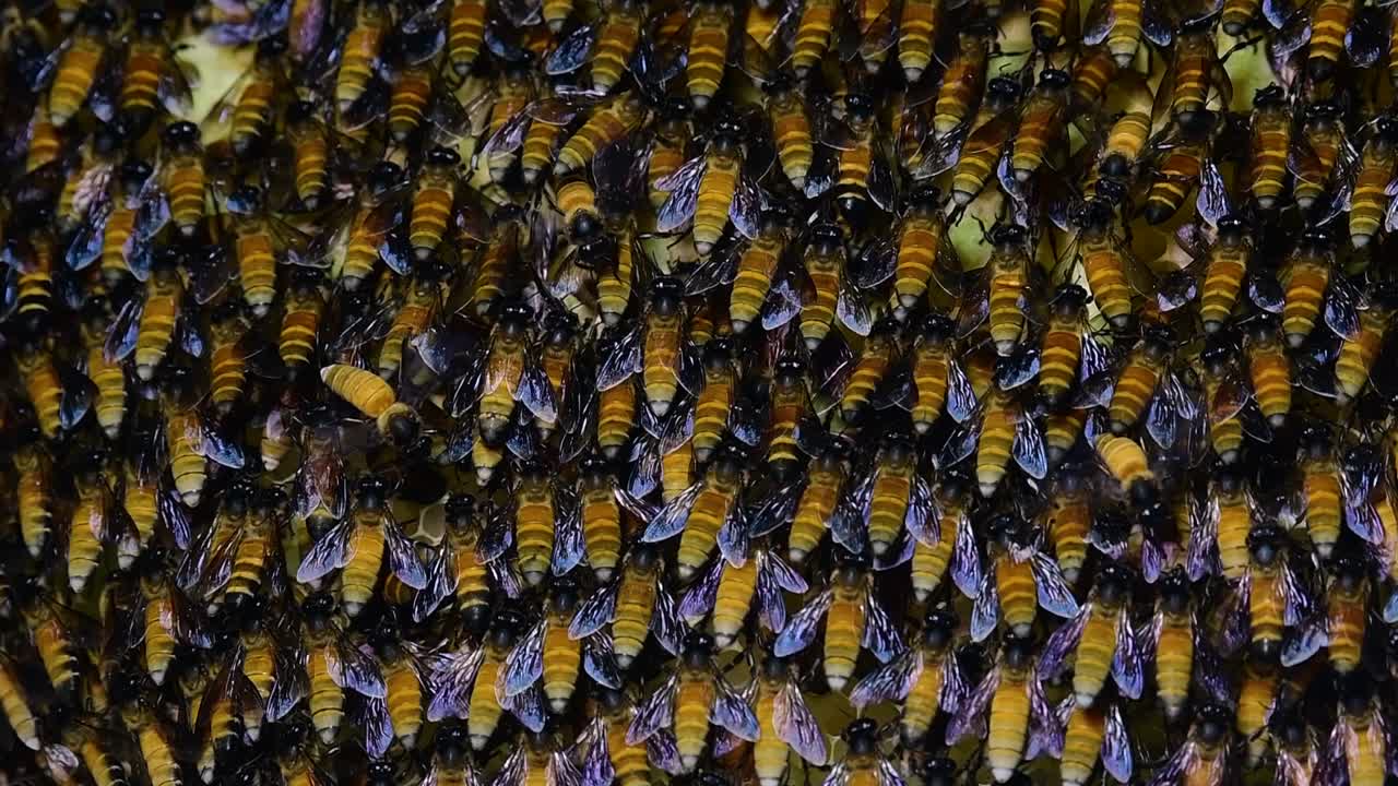se sabe que las abejas melíferas gigantes construyen grandes colonias de nidos con bolsillos simétricos hechos de cera para almacenar miel como fuente de alimento.