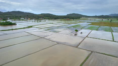 Gruppe-Weißer-Reiher-über-überschwemmten-Reisfeldern-In-Kampung-Mawar,-Langkawi,-Kedah,-Malaysia