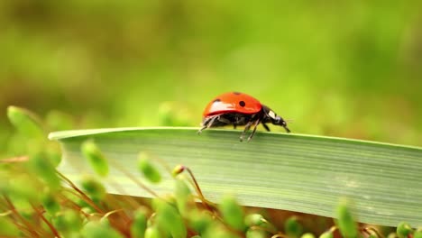 close-up wildlife of a ladybug in the green grass in the forest