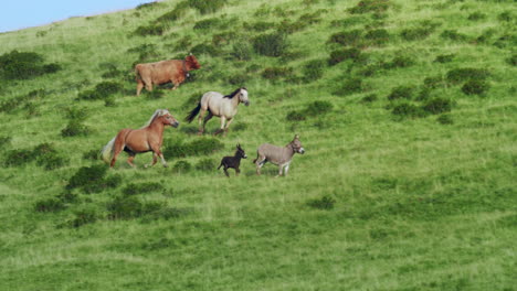 some savage horses run free on a green hill 02