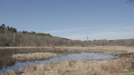 Beautiful-birdlike-on-Djurgården-in-Stockholm,-Sweden,-sunny-spring-day,-tripod