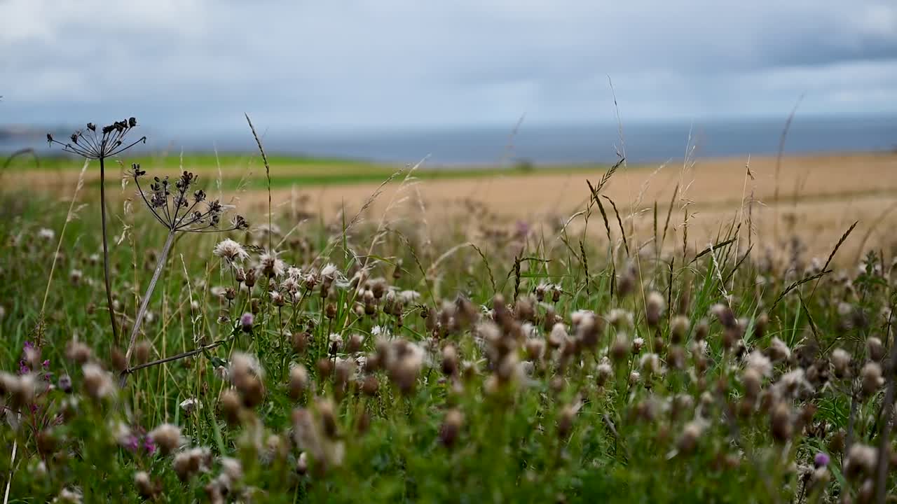 глядя на море из дунди, шотландия, соединенное королевство