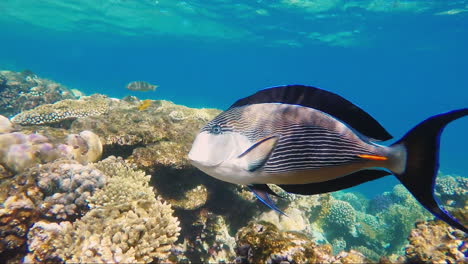 Seefisch-Schwimmt-Vor-Der-Kamera-Vor-Dem-Hintergrund-Bunter-Riffe