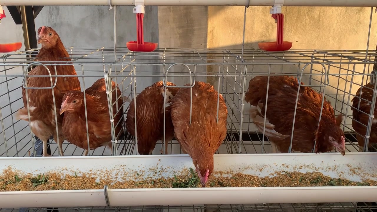 Close-up de galinhas poedeiras marrons em gaiolas de bateria em uma granja avícola
