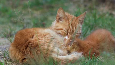 closeup of red-haired young female cat patiently cleaning young kitte with eyes closed while the small feline is feeding contrasted against green grass surroundings