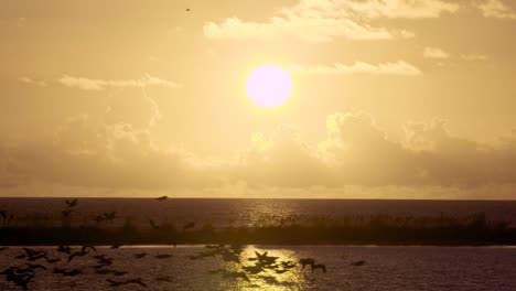 puesta de sol cálida y tropical en la playa con bandada de siluetas de pelícanos volando