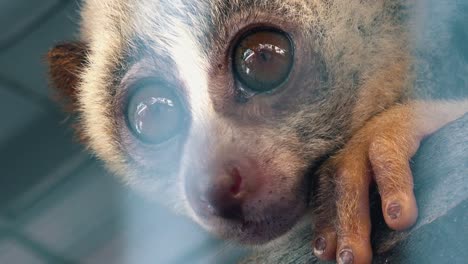 close zoom out of a slow loris in captivity