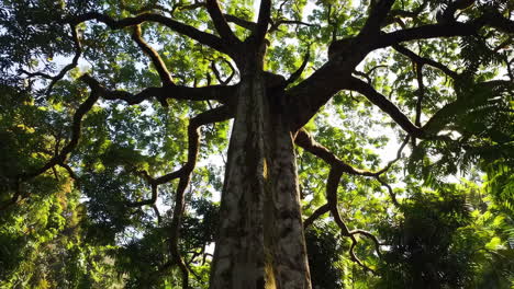 large tree in a lush forest