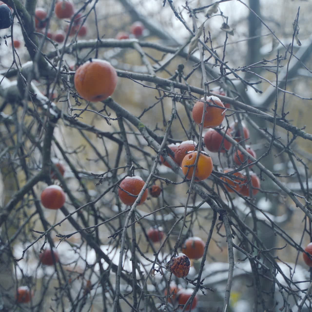 Red frozen apples hanging on a tree in hoarfrost and the snow is falling against natural background. The wind shaking the branches with apples in winter.