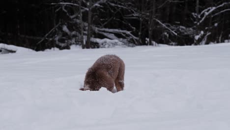 australian shepherd puppy digs snow and lowers head into snowdrift.