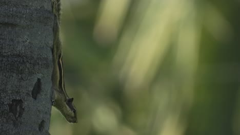squirrel in tree - gold - eyes - skin