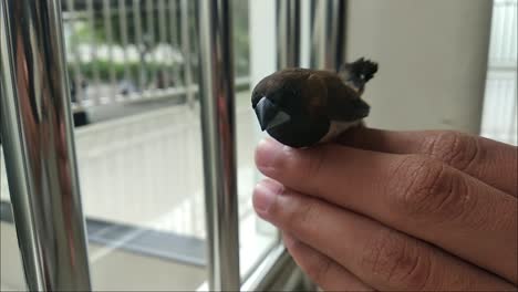 pequeño pájaro negro posado en la mano