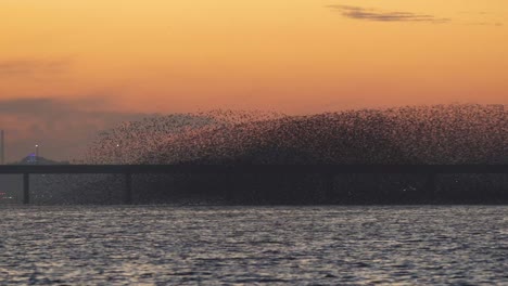 birds migrating in south korea during winter (3840x2160, 29.97fps) during sunset.