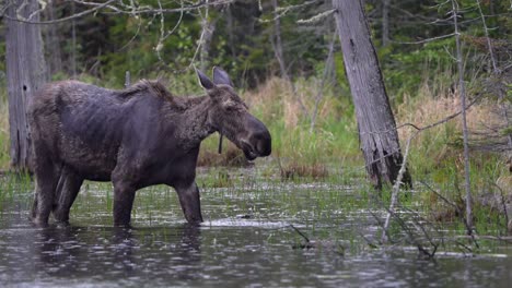 A-cow-moose-feeds-in-a-pond-on-a-rainy-morning-while-its-calf-hides-along-the-shoreline-with-its-head-peaking-out-from-time-to-time