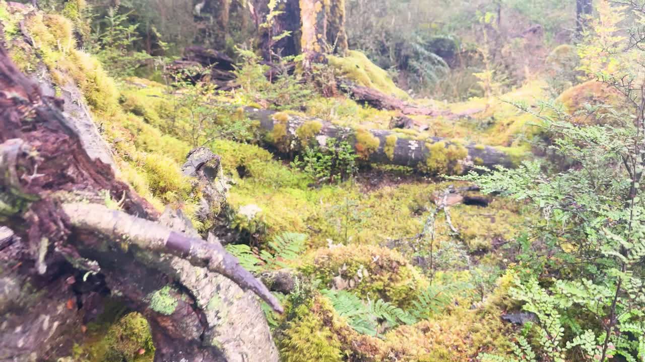 Camera slowly pans across lush, moss-covered forest floor with fallen logs and dense greenery
