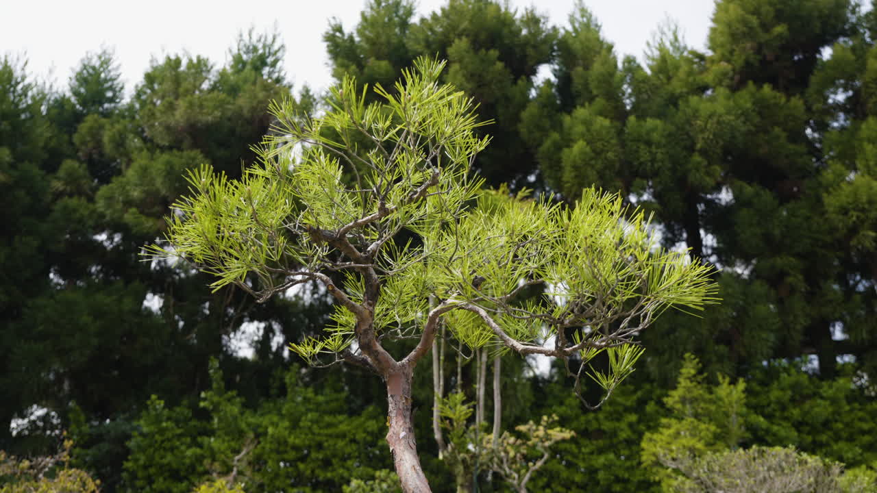 Slow motion dolly shot toward a small bonsai tree in a small plant pot