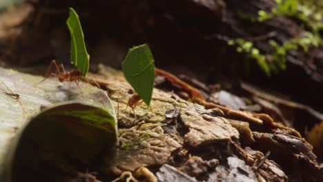 several leaf cutter ants are seen carrying their pieces of leaves along their route, macro follow shot