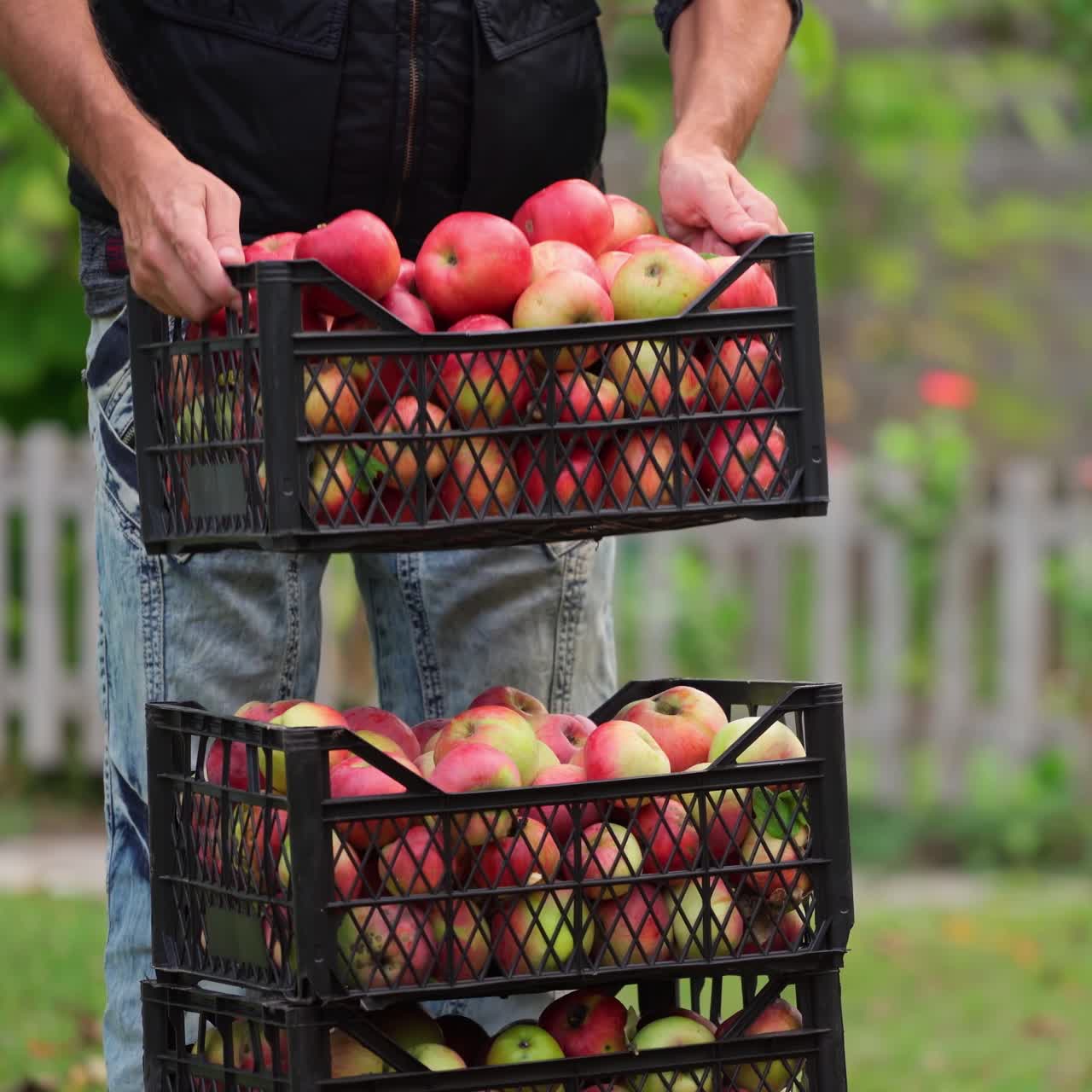 Organic ripe red apples in wooden box. Fall harvest cornucopia in autumn season. Fresh fruit on the green grass. Boxes with apples one at another