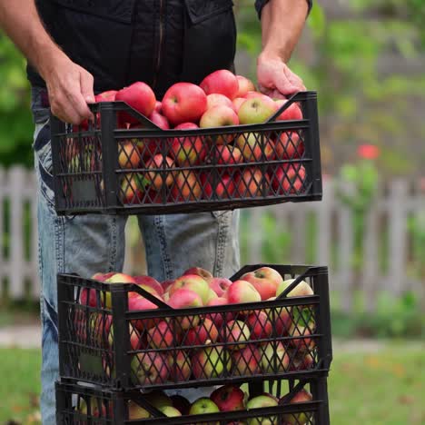 organic ripe red apples in wooden box. fall harvest cornucopia in autumn season. fresh fruit on the green grass. boxes with apples one at another