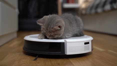 cleaning theme, smart technology and pets. automatic robot vacuum cleaner cleans the room, while gray scotch kitten is played at home. cat on robotic vacuum cleaner in house. home automatic cleaning