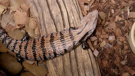 breathing as its side are expanding, a merauke blue-tongued skink, tiliqua gigas evanescens also known as the giant blue-tongued skink is lying on a dry wood and some coconut husk pellets in a zoo