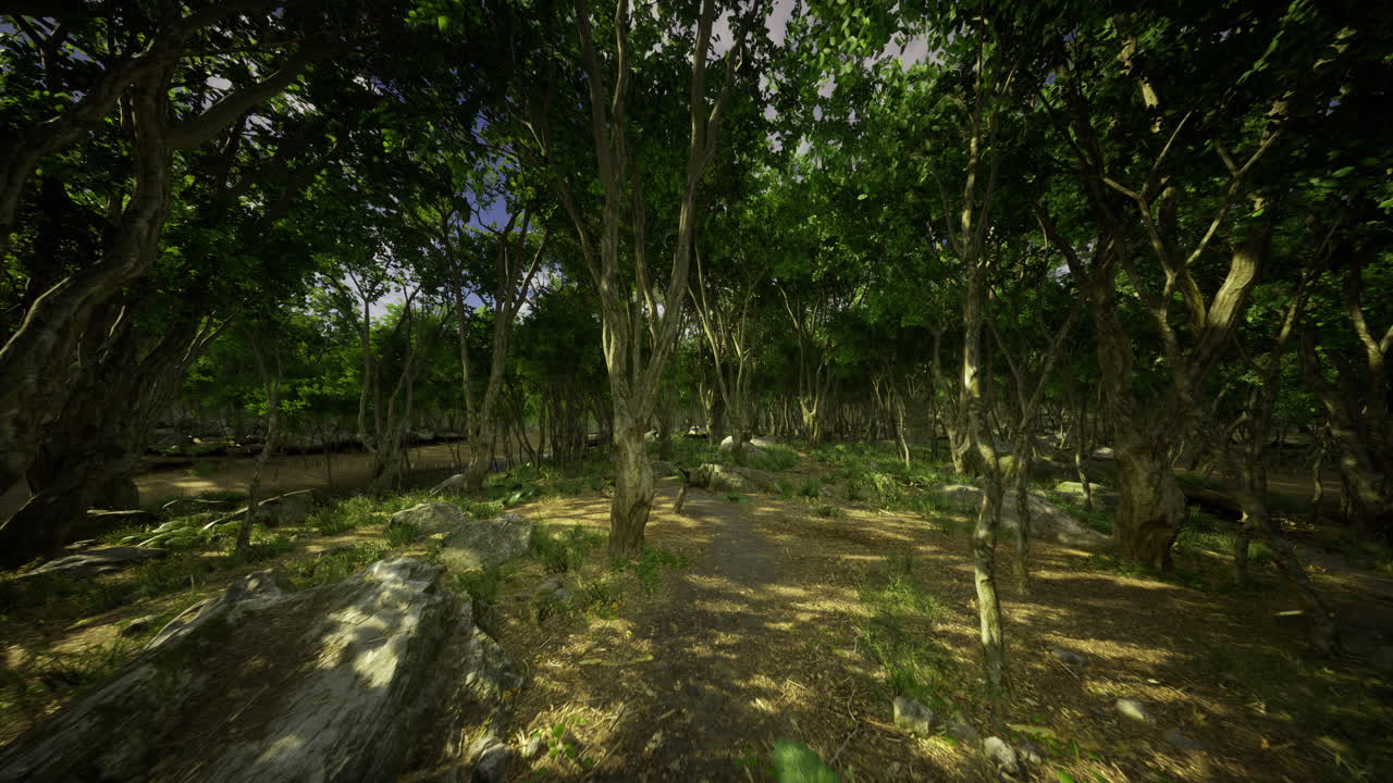 Explore a lush forest path surrounded by vibrant greenery and rocks