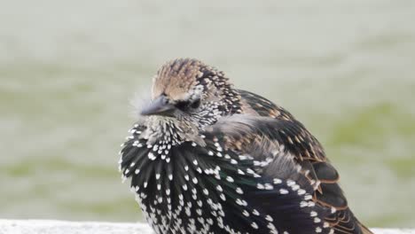 a cute common starling feeling cold perching on a concrete ledge by a pond in paris, france