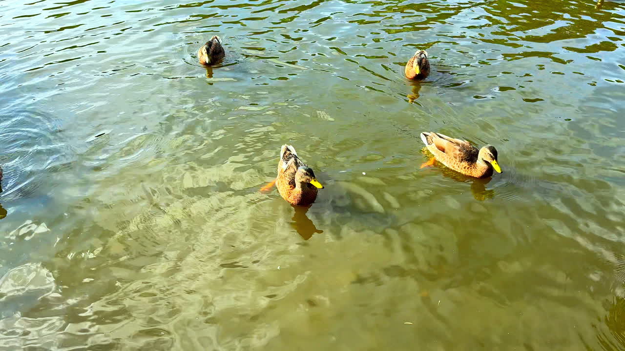 Anatre selvatiche nuotano su un lago trasparente. Anatre nuotano in uno stagno in estate. Anatre sul lago nuotano e mangiano pane. Alimentare le anatre selvatiche.