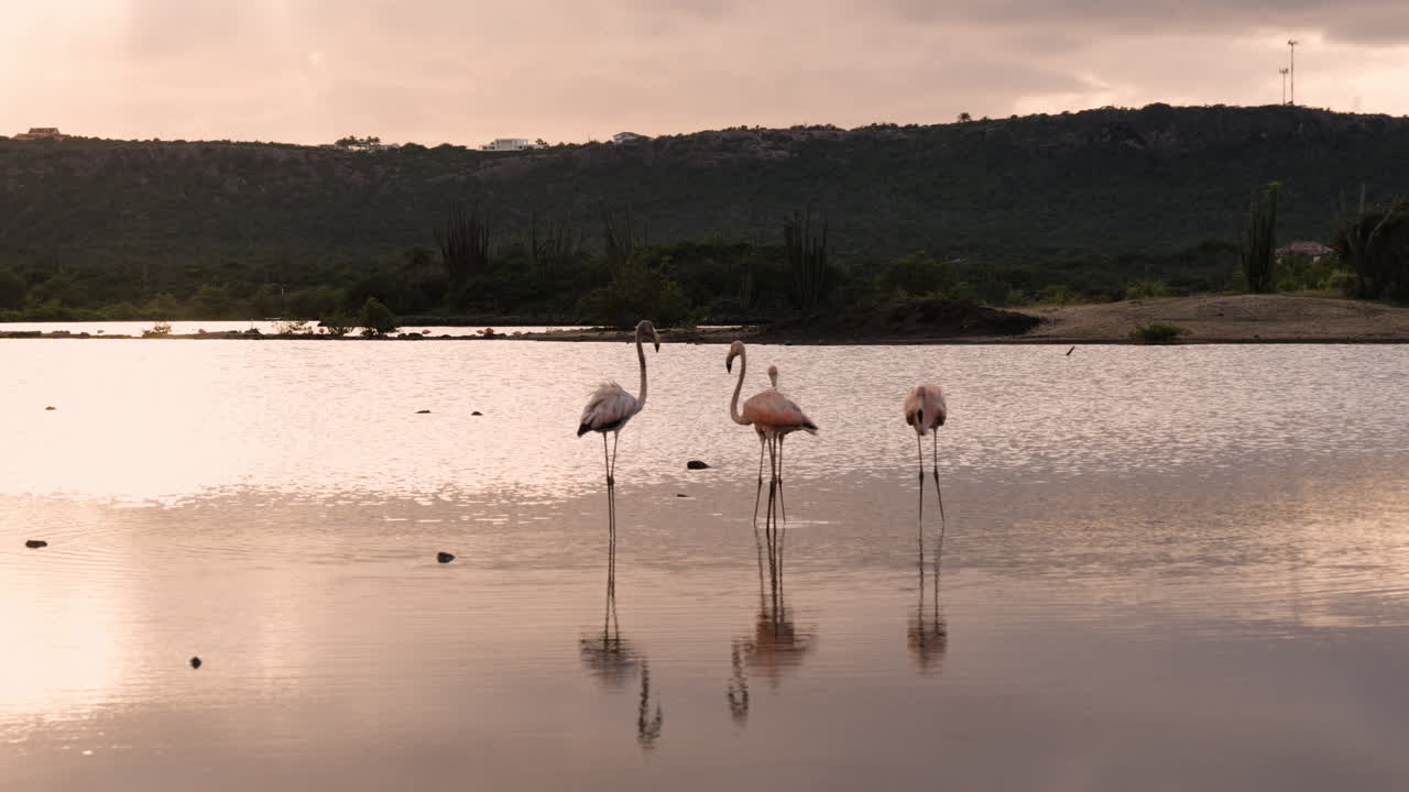 Wild flamingos at Jan Kok Bay, delicate steps tracing patterns through the shallow waters